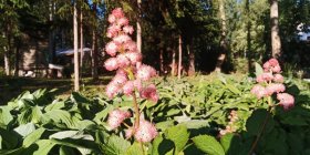 Rodgersia 'Die Schöne'